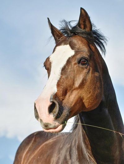 quarter-horse-5394481_960_720.jpg
